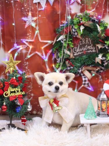 20231212ポロくん